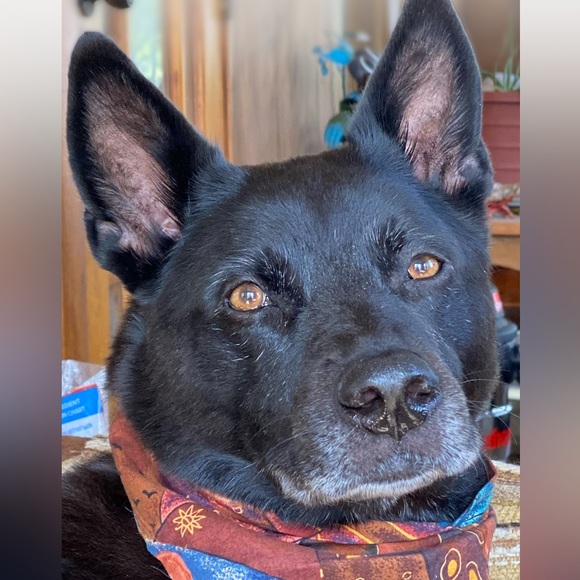 The Birch Branch Flyer - Picture 6 of 10